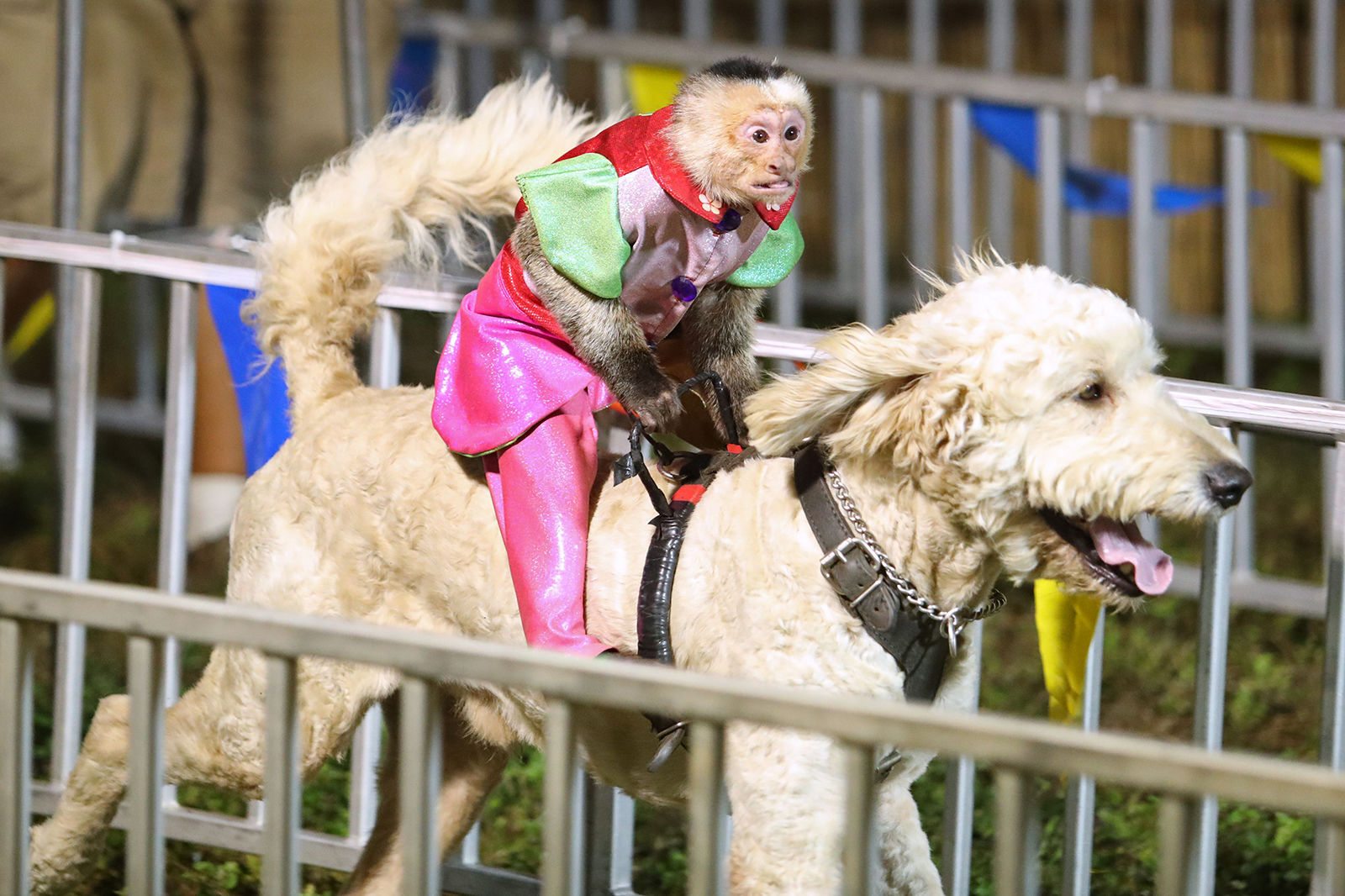 US-NEWS-FLA-ANIMALDERBY-FL